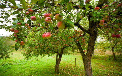 Excursie sierbessen en fruitbomen!