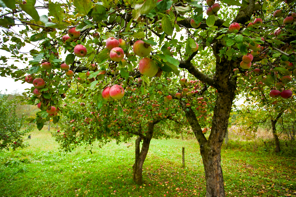 Appelboom