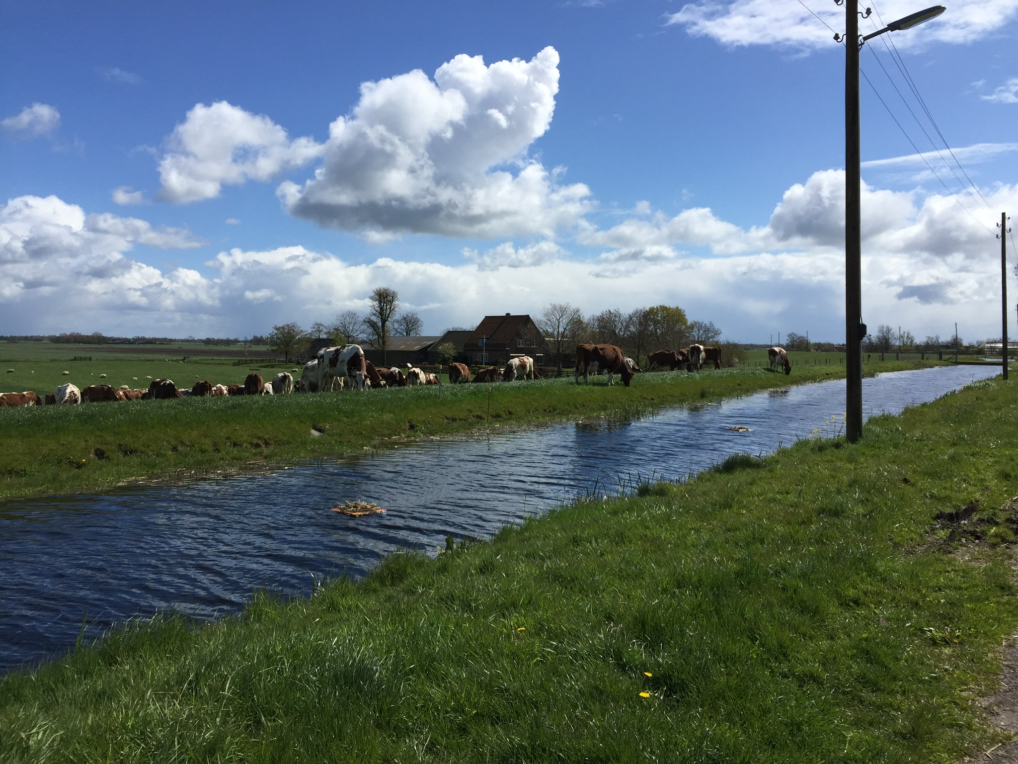 Hollands plaatje met koeien en water