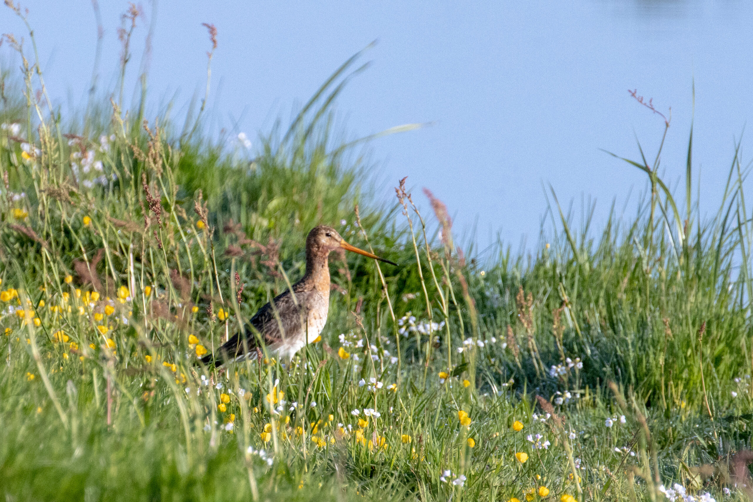 grutto in het veld door Jan Schouten, weidevogelseizoen, boerenlandpaden gesloten