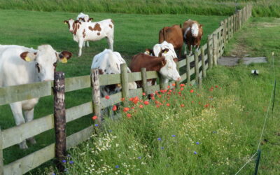 Agrarisch Natuurlijk-meer groen loont