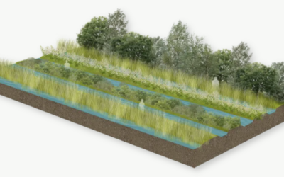 Inspiratiebijeenkomst Agroforestry en natte teelt bij Polderlab