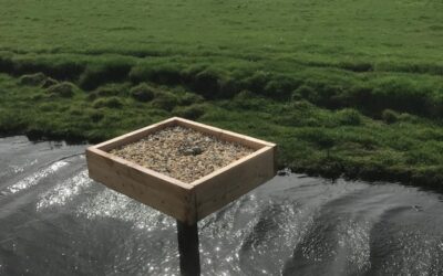 Een veilig ‘nest’ voor de scholekster