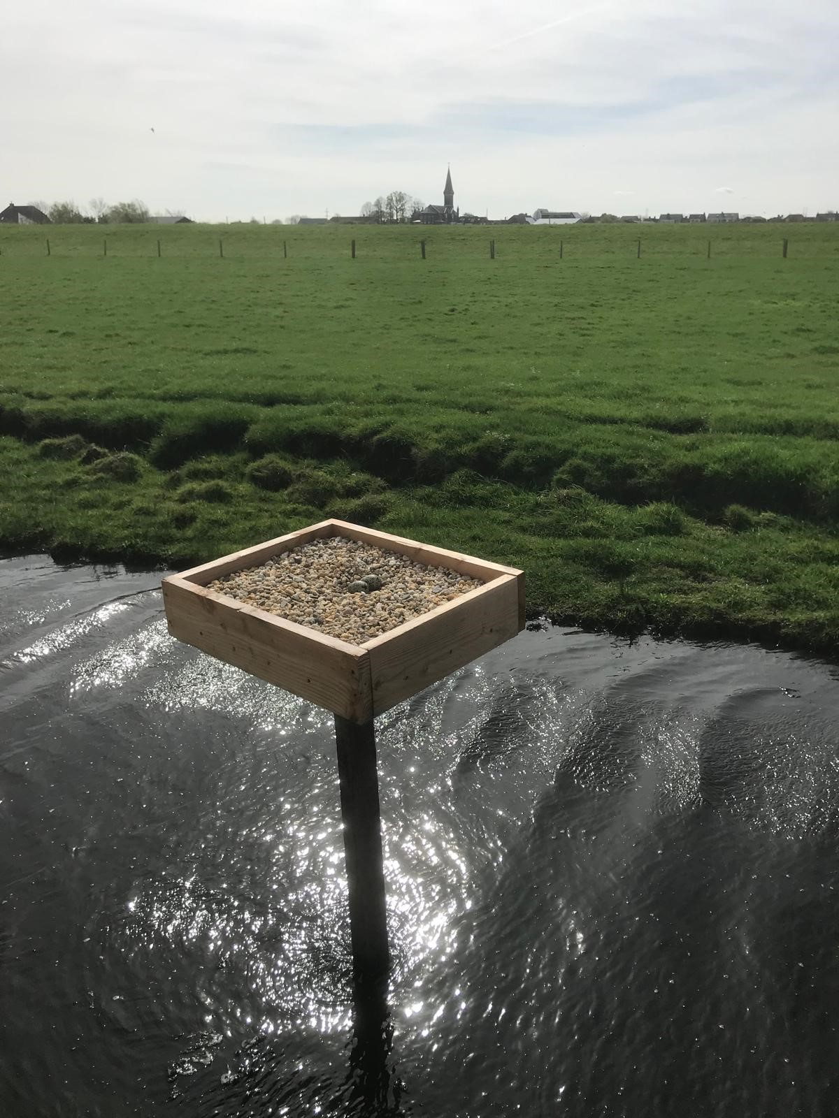 Scholekster op plateau