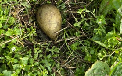 Eerste grutto-eieren gevonden in werkgebied De Groene Klaver