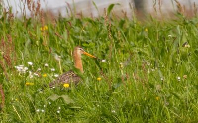 Start weidevogelseizoen, boerenlandpaden tot half juni gesloten