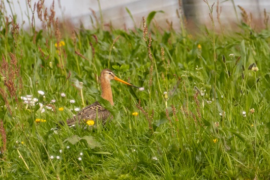 grutto in het veld door Jan Schouten, weidevogelseizoen, boerenlandpaden gesloten
