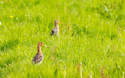 Succesvolle pilot brengt weidevogels terug in de Achthovener- en Hondsdijksepolder