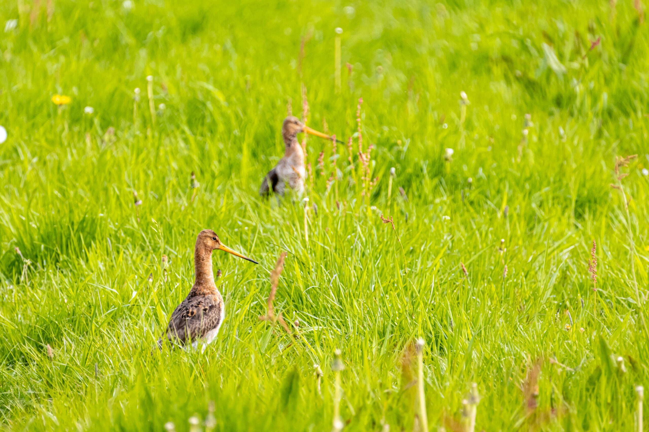 eerste kievitsei werkgebied De Groene Klaver