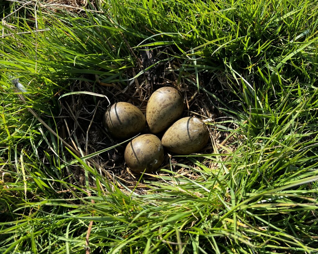 eerste kievitsei werkgebied De Groene Klaver
