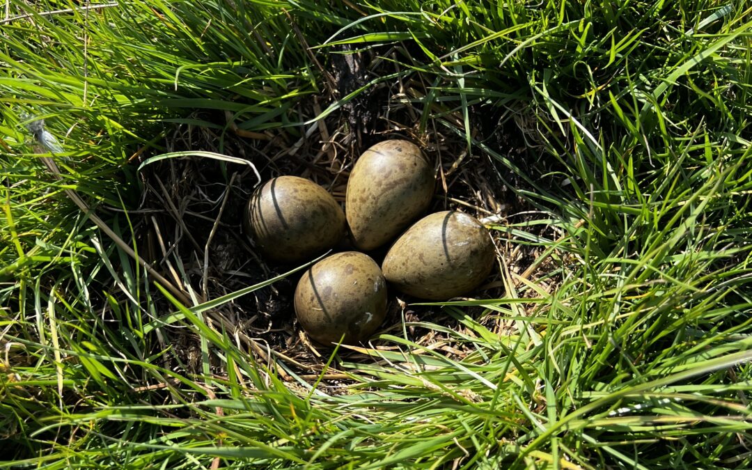 Weidevogelbeschermers gezocht