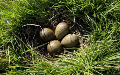 Weidevogelbeschermers gezocht
