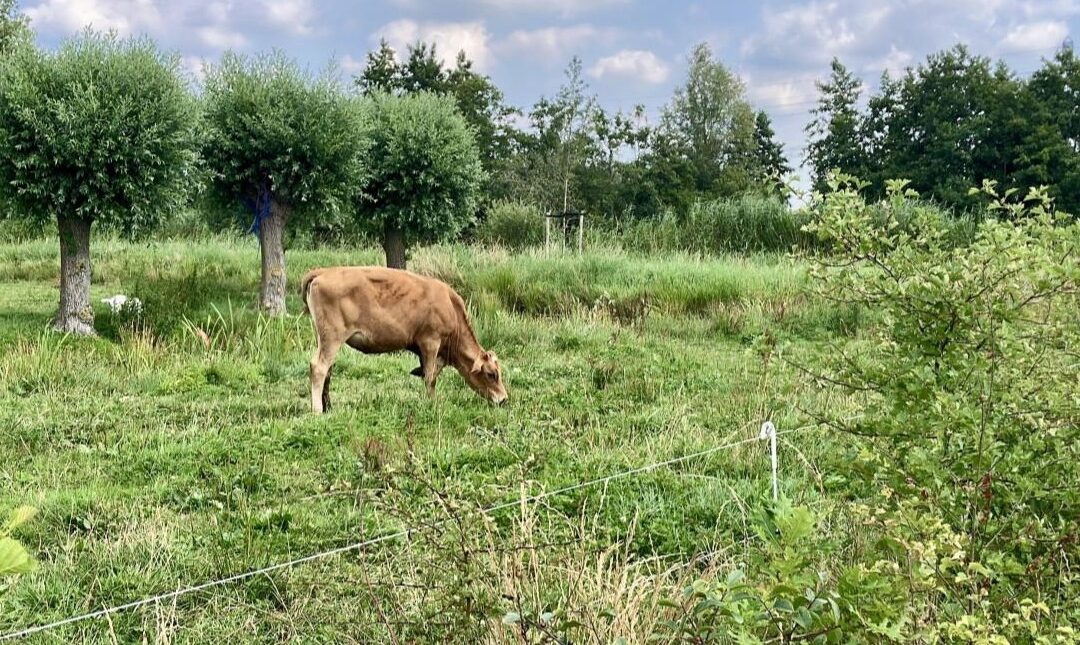 Uitnodiging Wij.Land: voederhaag en ANLb, bijeenkomst woensdag 11 februari in Oudewater
