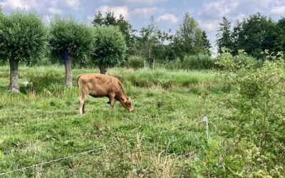 Uitnodiging Wij.Land: voederhaag en ANLb, bijeenkomst woensdag 11 februari in Oudewater